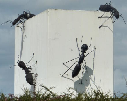 Fourmis par Patrick Jouret